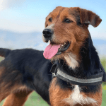 Hoofdafbeelding website hond