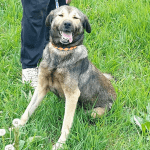 Susi Hoofdafbeelding website hond