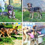 Collage-voor-website-Rusty