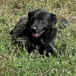 Hoofdafbeelding website hond