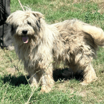 Hoofdafbeelding website hond