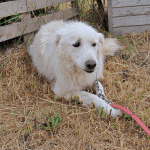 Hoofdafbeelding website hond