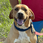 Hoofdafbeelding website hond