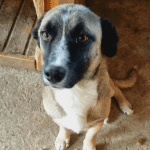 Hoofdafbeelding website hond