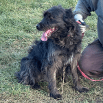 Hoofdafbeelding website hond
