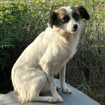 Hoofdafbeelding website hond