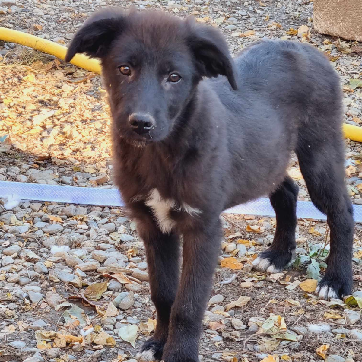 Zorro
