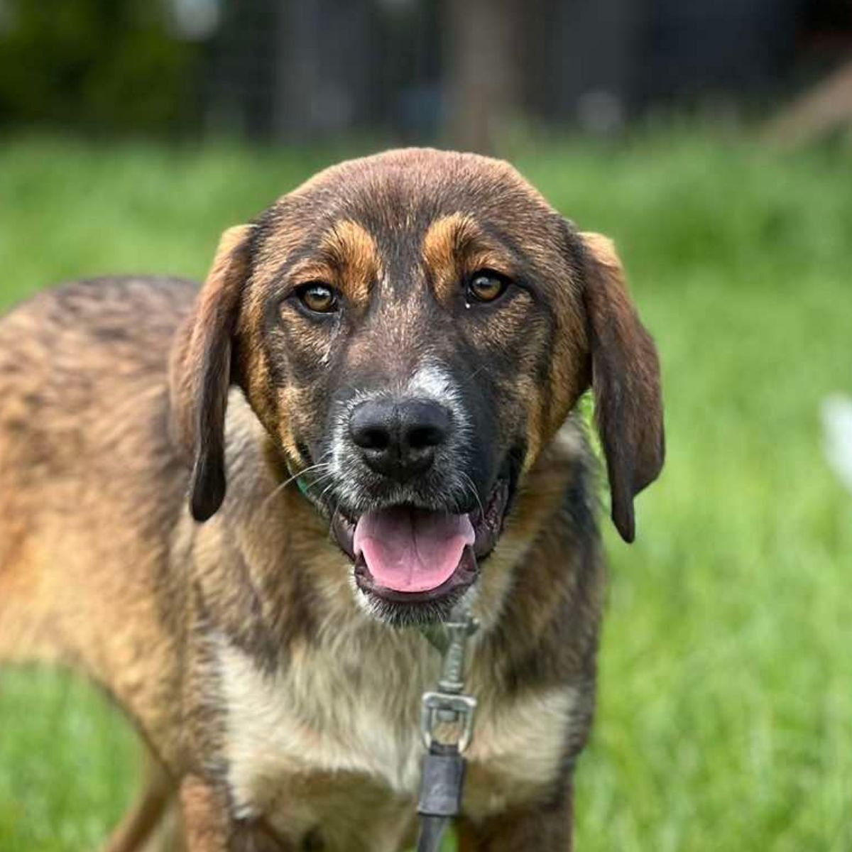 Kali
