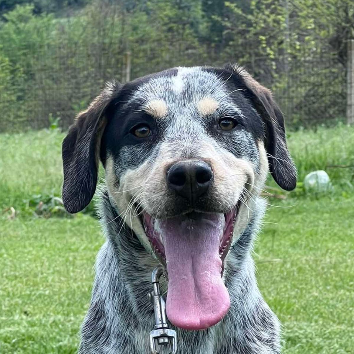 Roo