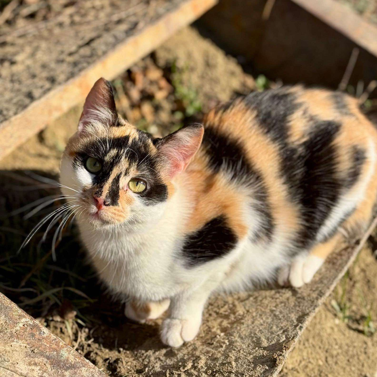 Isa