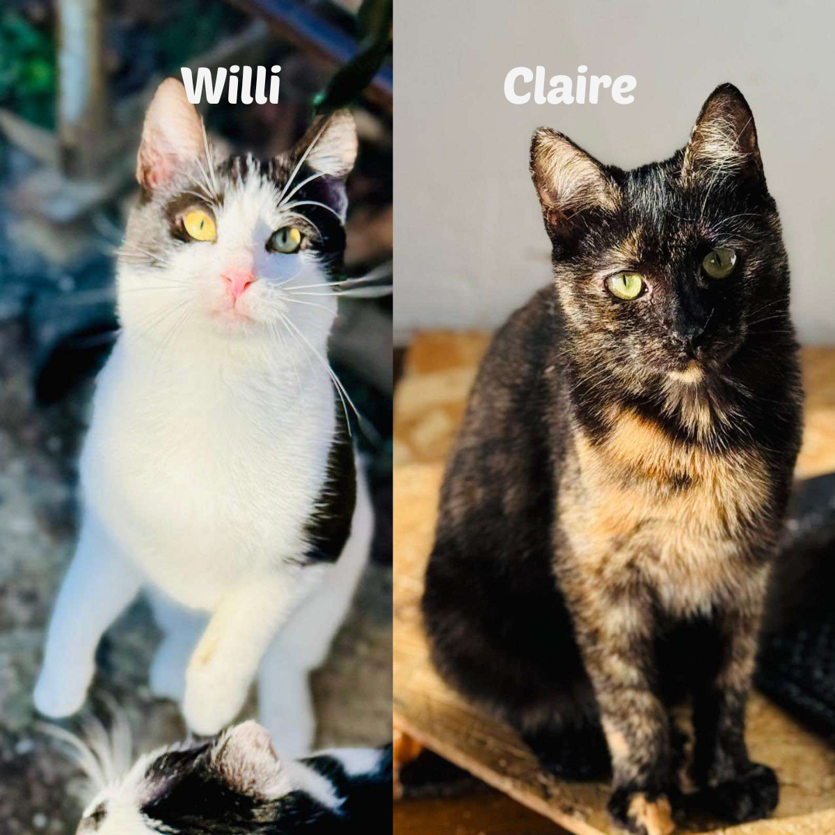 Willi en Claire