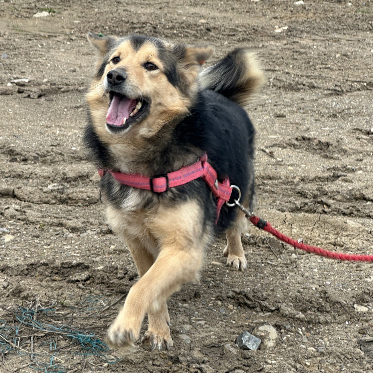 Pippa