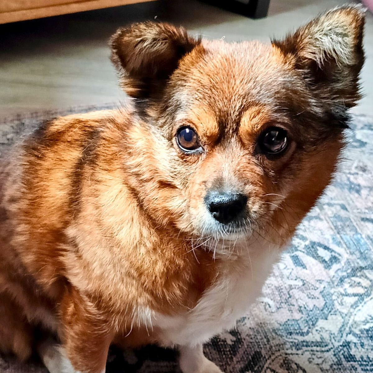 Muffin in NL