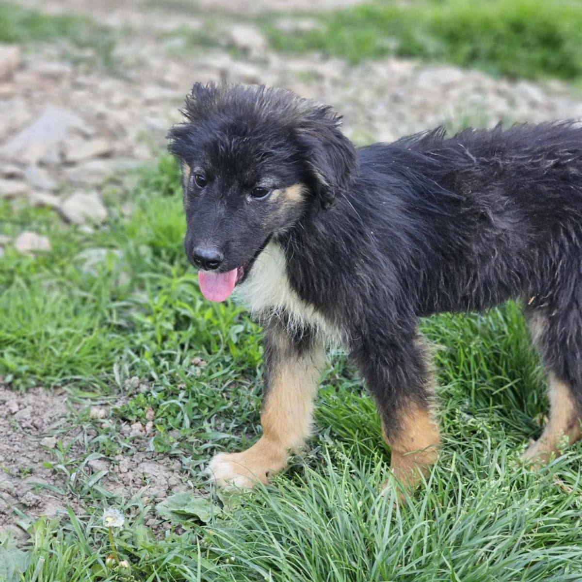 Naya