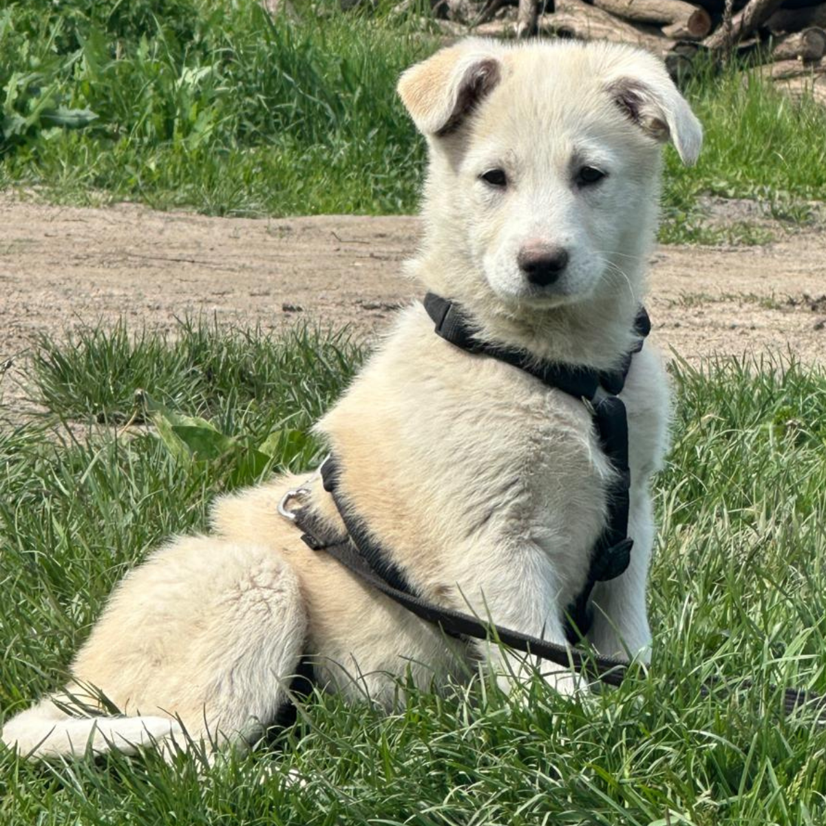Nilla