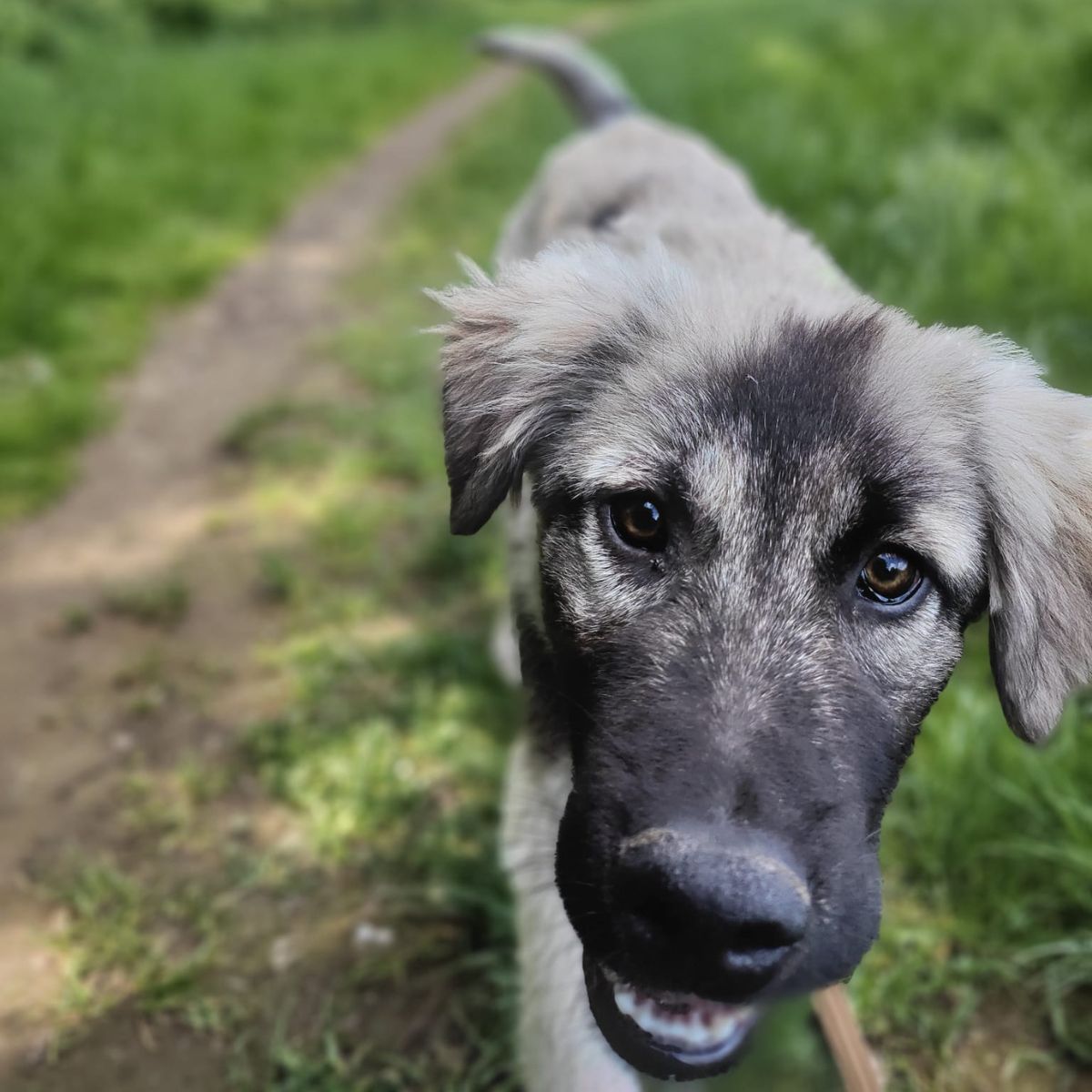 Otto IN NEDERLAND