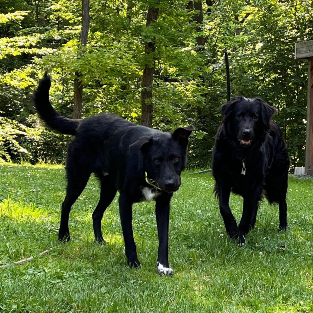 Niko en Ben in Belgie