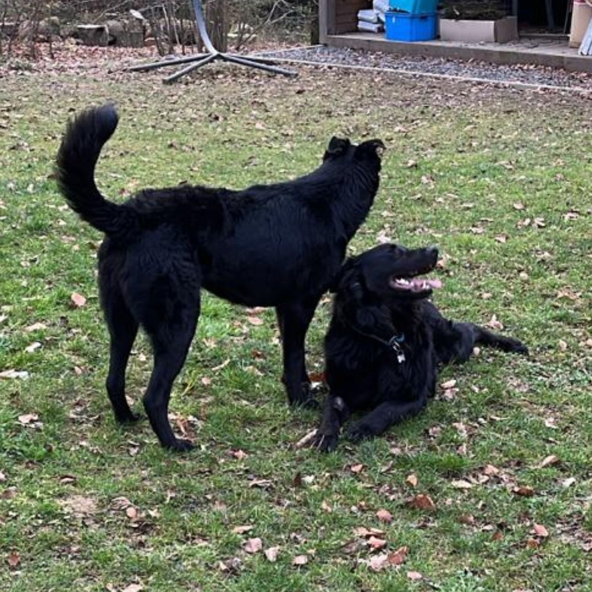 Niko en Ben in Belgie