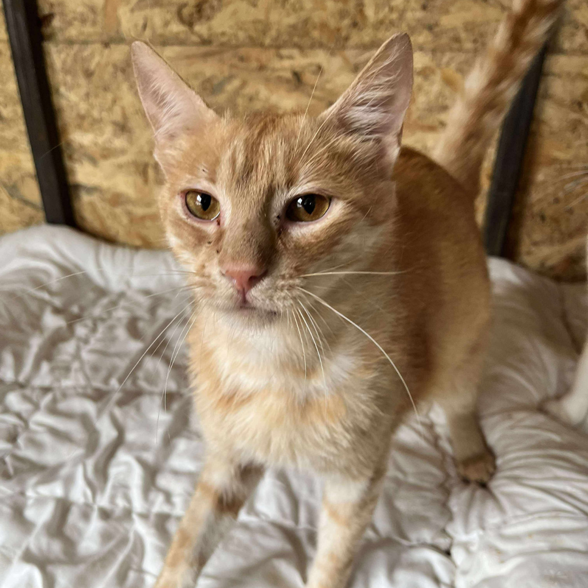 Rusty IS GERESERVEERD