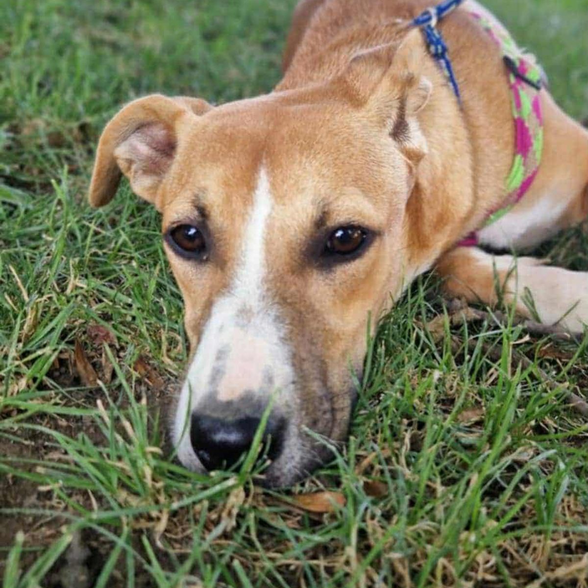 Lulu (met Lola)
