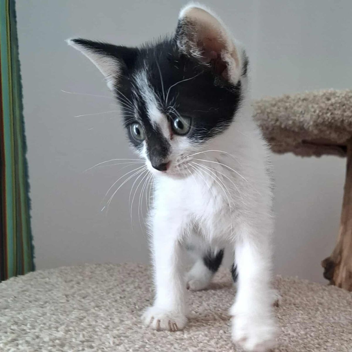 Oliver (samen met Snuggle) GERESERVEERD