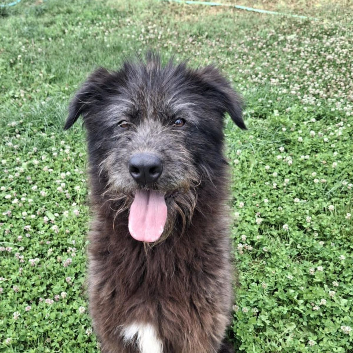 Alf