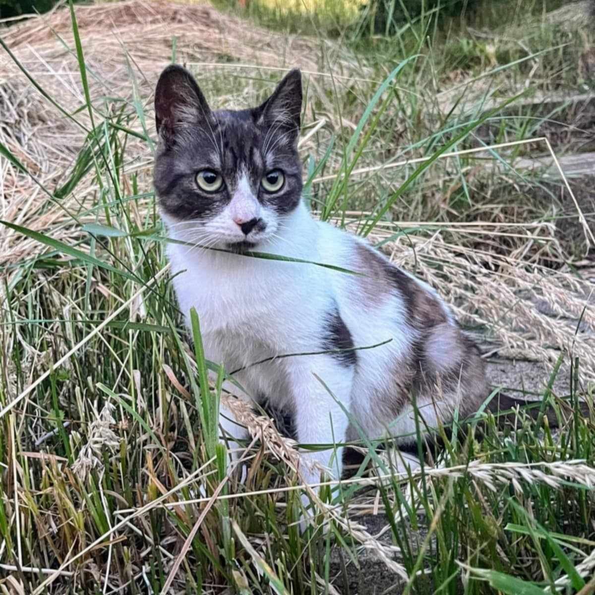 Milo (met Nellie) GERESERVEERD