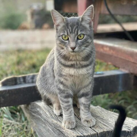Nellie (2)