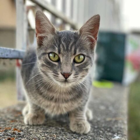 Nellie (4)
