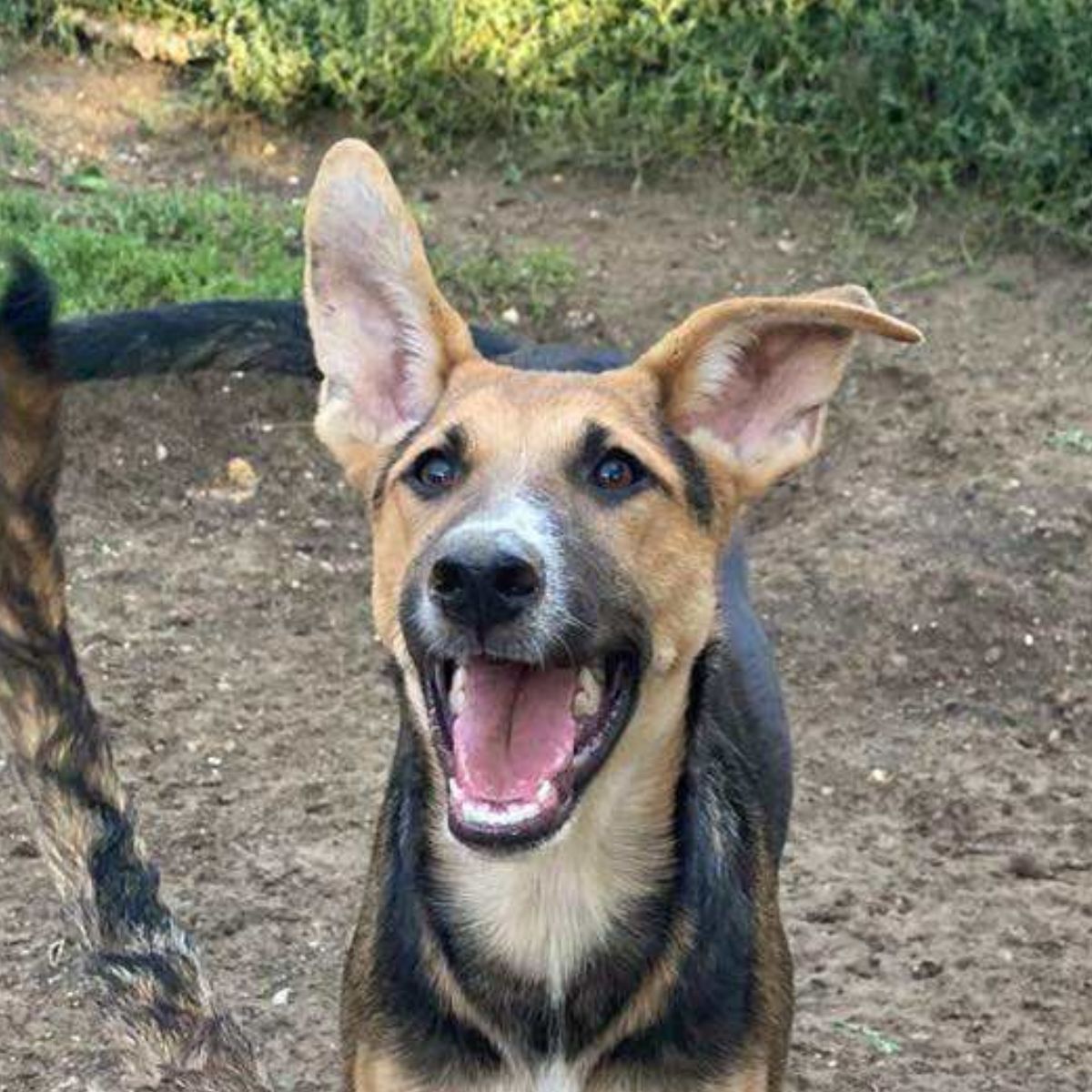 Nila