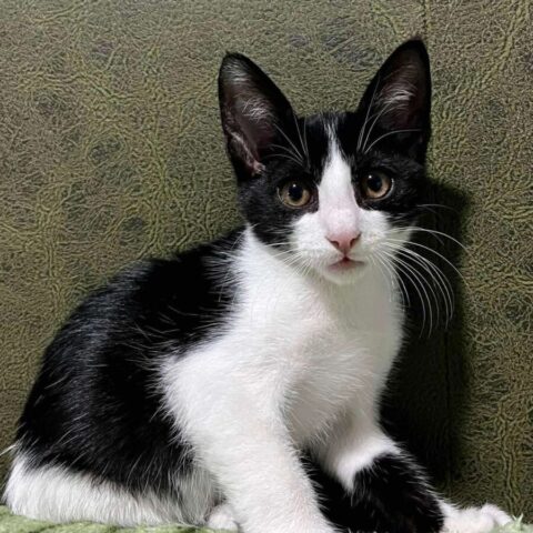 Ozzy (1)