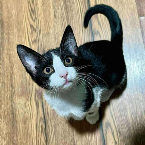 Ozzy (2)