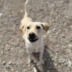 Pongo (1)