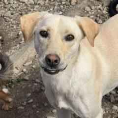 Pongo (3)