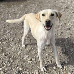 Pongo (5)