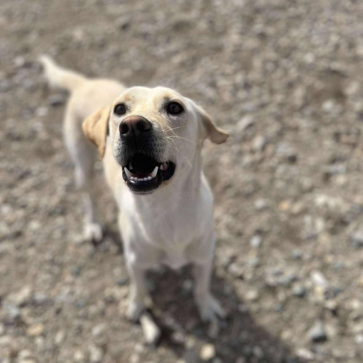 Pongo