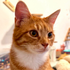 Sami 3